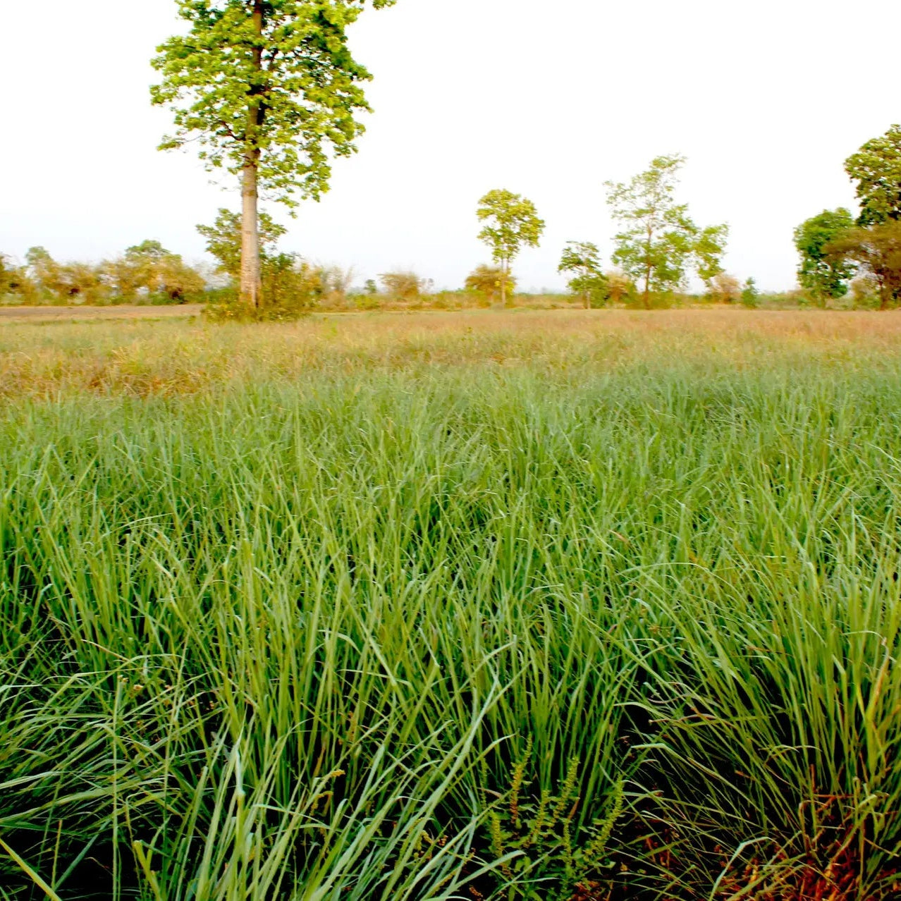 Lemongrass Oil