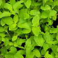 Cornmint (Mentha) Oil