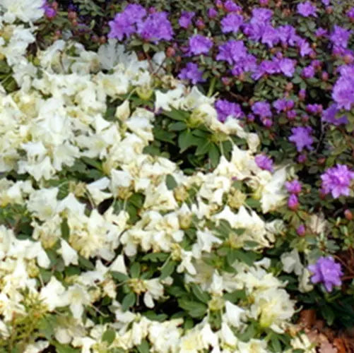Himalayan Dwarf Rhododendron Oil