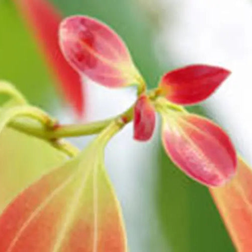 Himalayan Cinnamon Fruit Oil