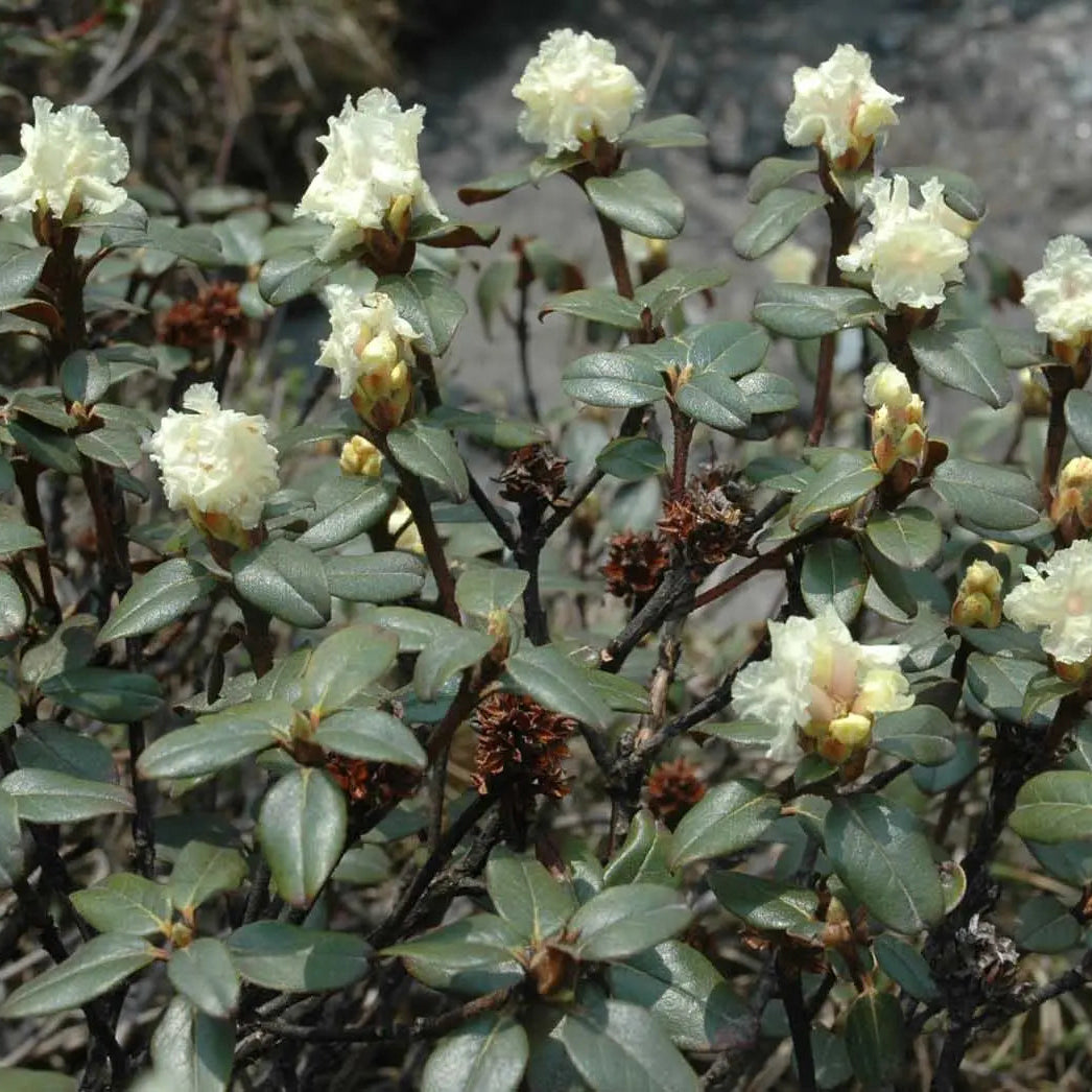 Valerian (Sugandhawal) Oil