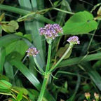 Valerian (Sugandhawal) Oil