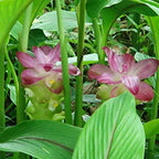 Valerian (Sugandhawal) Oil